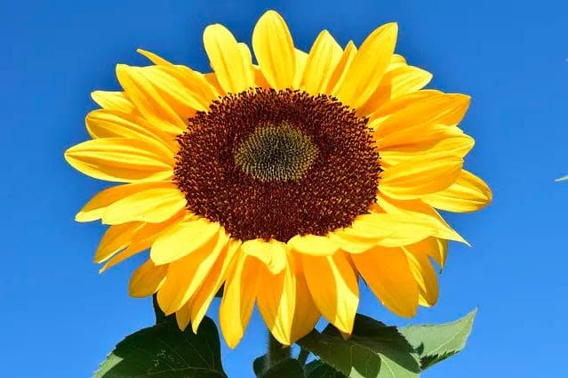 Symmetry in a sunflower