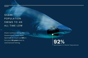 Shark Population News Visualization template