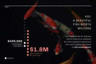 Koi Fish News Visualization Template