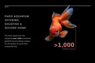 Saving Goldfish News Visualization Template