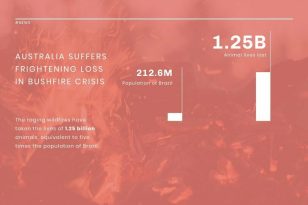 Animal Population News Visualization Template