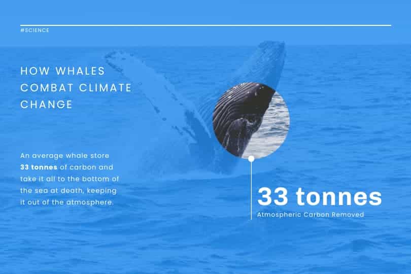 Infográfico sobre mudanças climáticas, modelo para como as baleias combatem as mudanças climáticas