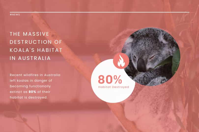 template untuk kerusakan besar-besaran habitat koala di australia