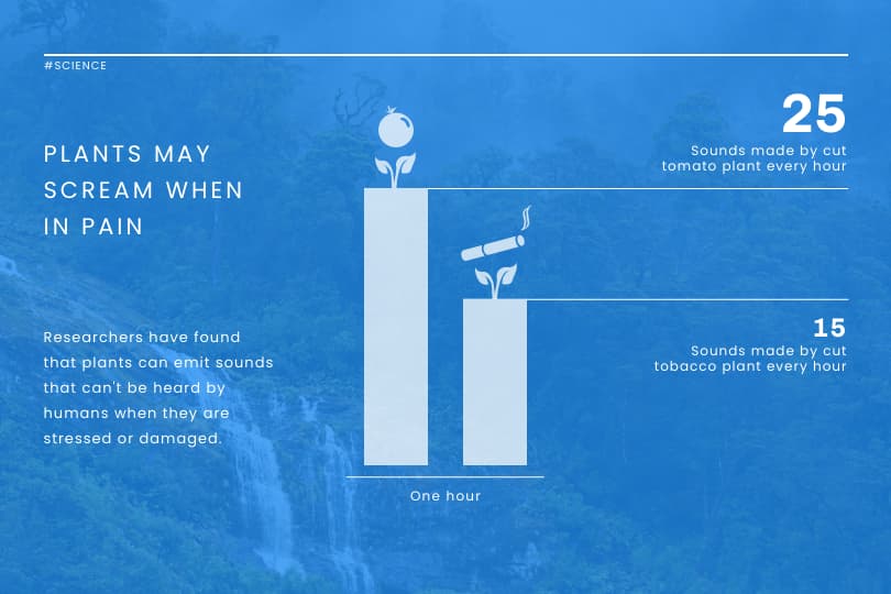 modelo para as plantas que gritam quando estão com dor