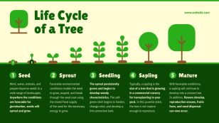 Tree Life Cycle