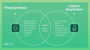 Photosynthesis vs. Cellular Respiration