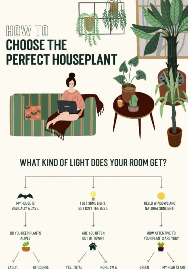 Infographic about choosing the perfect house plant one of our top infographic examples_