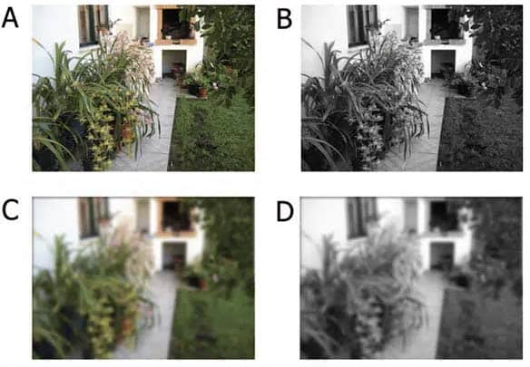 blurred image examples, color scheme examples in the experiment for visual parallel processing