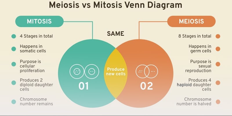 Diagramme de Venn pour union